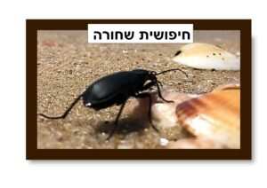 סמלי האביב / תמונות המחשה