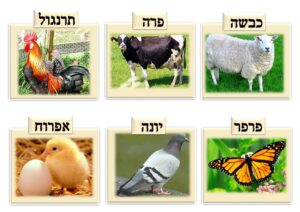 בעלי חיים /תמונות הנגשה